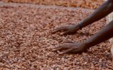 Mains étalant des fèves de cacao pour leur séchage au Cameroun