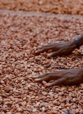 Mains étalant des fèves de cacao pour leur séchage au Cameroun