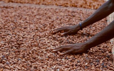 Mains étalant des fèves de cacao pour leur séchage au Cameroun