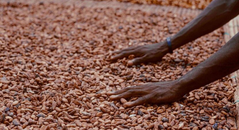 Mains étalant des fèves de cacao pour leur séchage au Cameroun